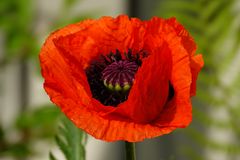 mein Mohn