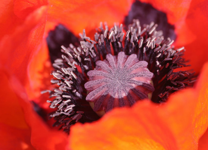 Mein Mohn