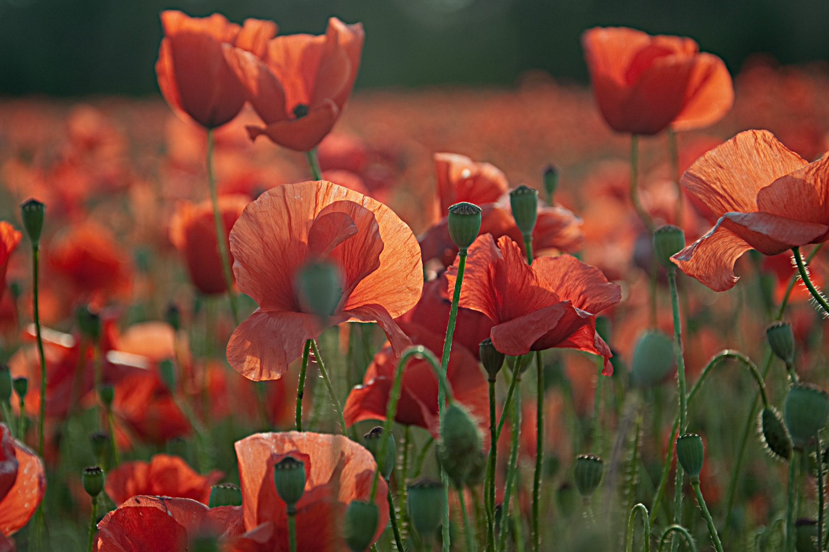 mein mohn