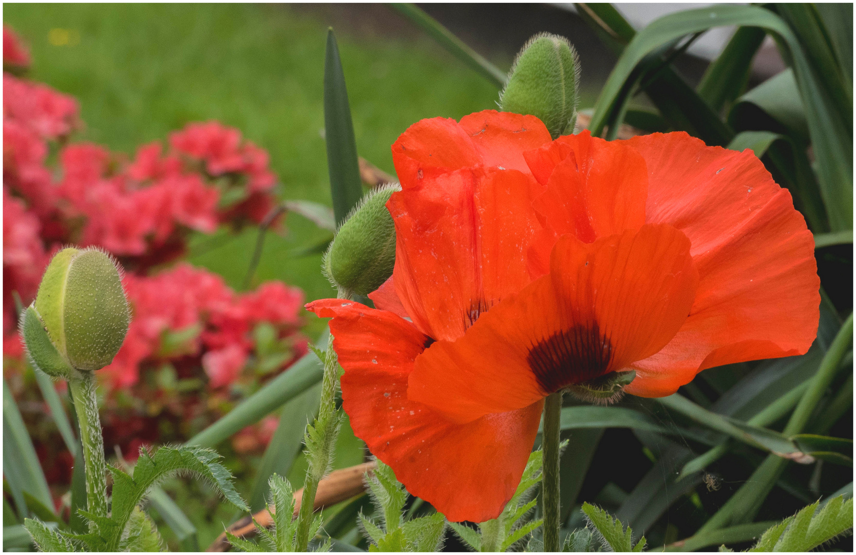 Mein Mohn blüht