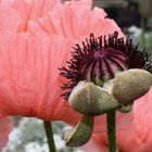 Mein Mohn