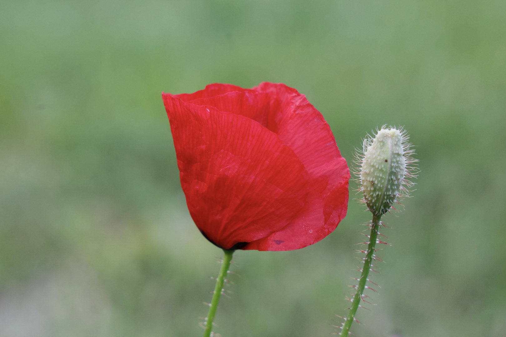 mein Mohn-Mittwochsblümchen