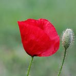 mein Mohn-Mittwochsblümchen