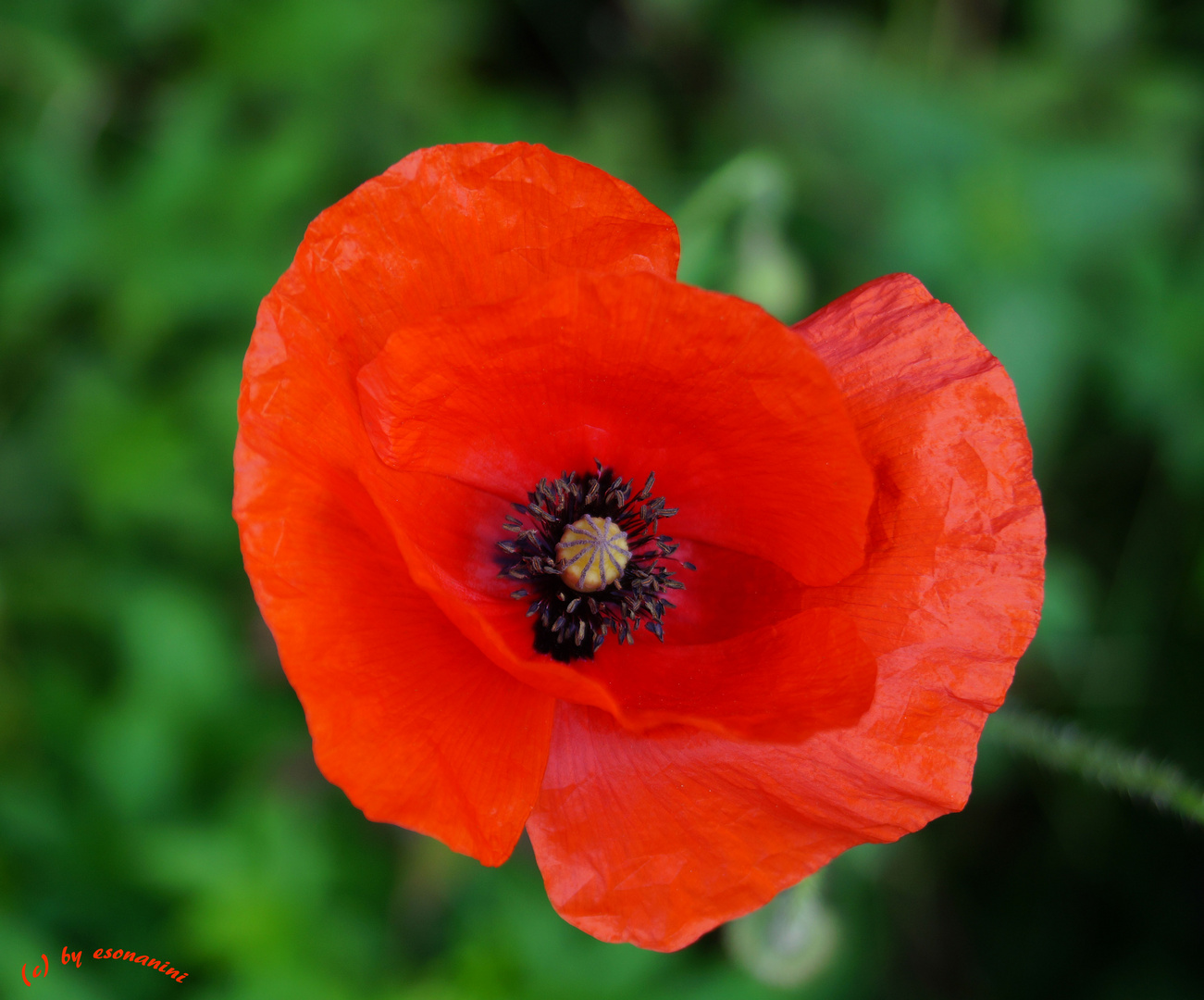 Mein Mohn-Tag....