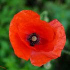 Mein Mohn-Tag....