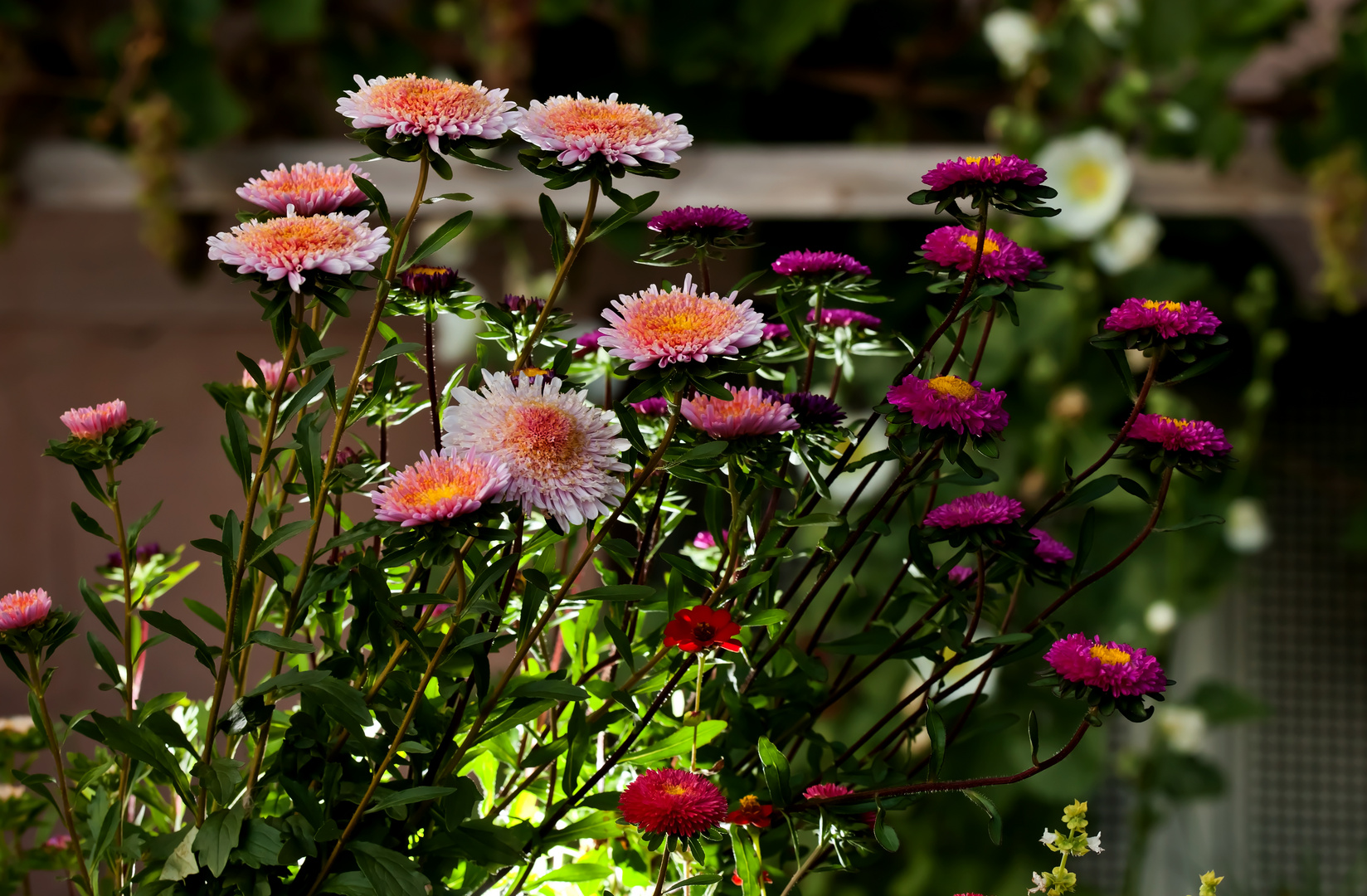 Mein-Montags-Sommerblumen-Farbtupfer ;-)