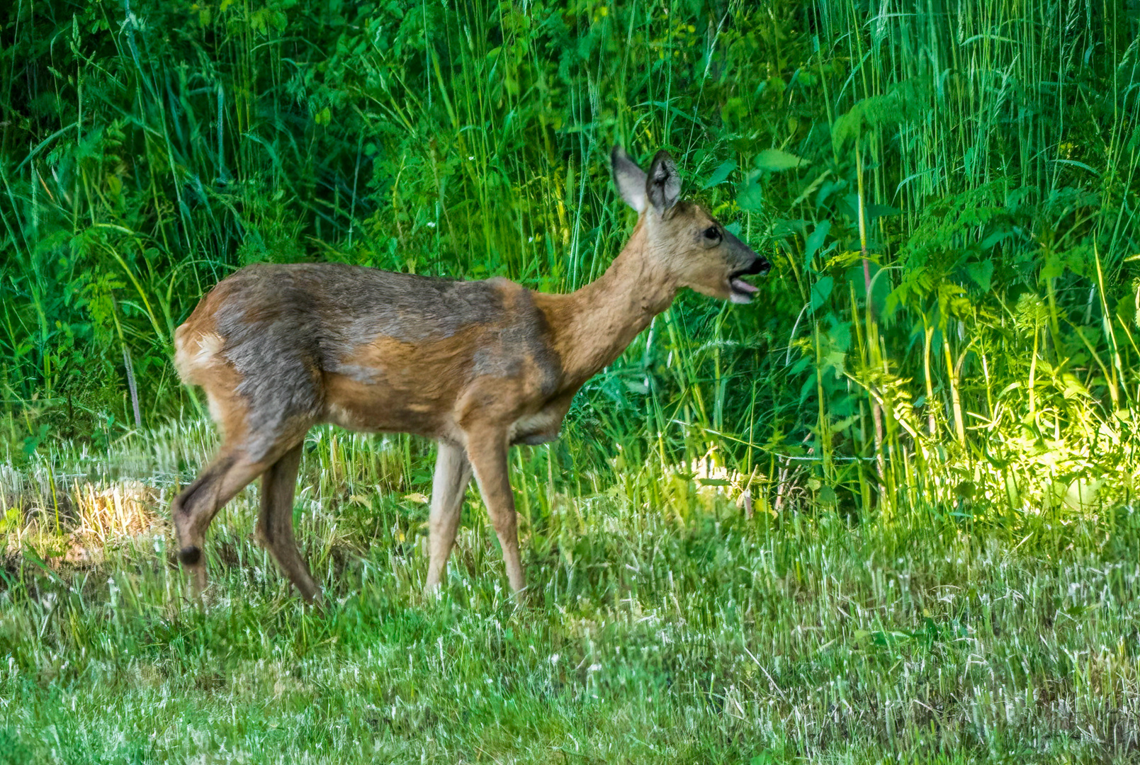 "Mein morgendliches Zufalls-REH"