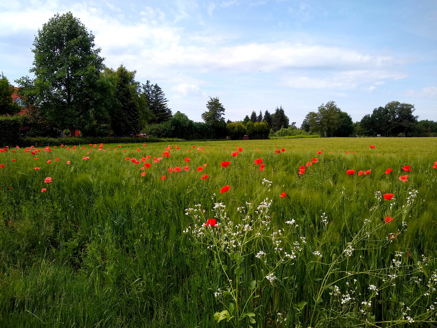 "mein" Münsterland