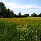 "mein" Münsterland