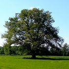 "Mein Münsterland" - Eiche