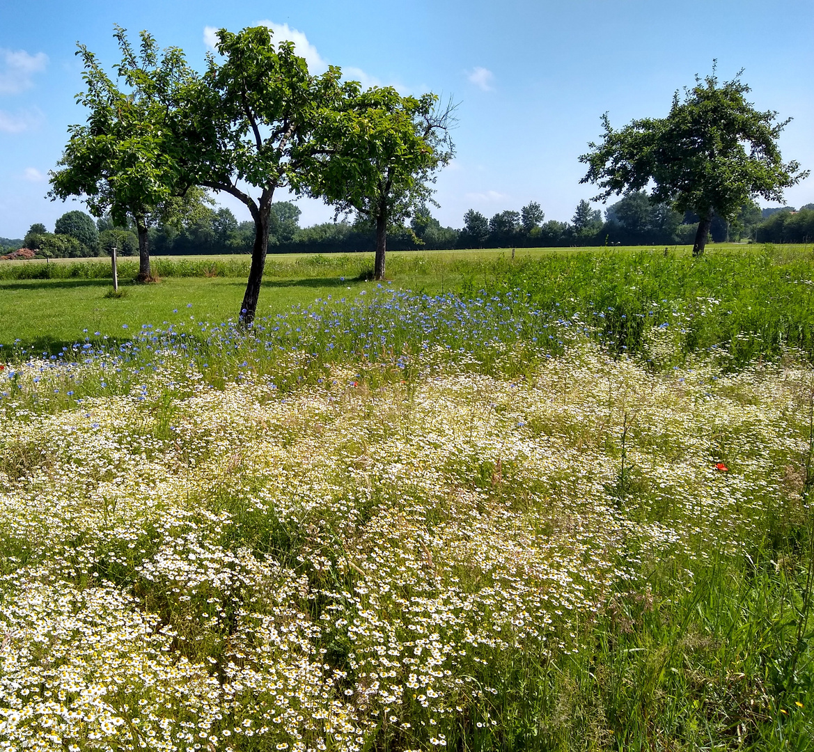 Mein Münsterland - Wiese mit einem bißchen rot