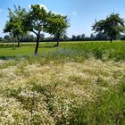 Mein Münsterland - Wiese mit einem bißchen rot