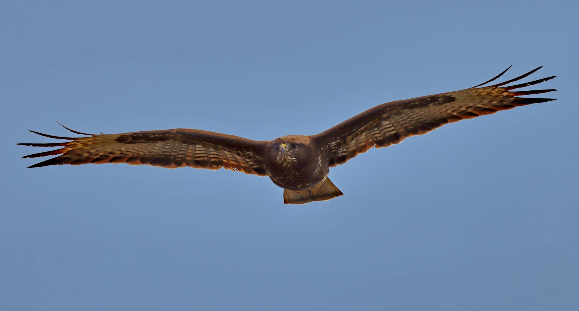 Mein Nachbar Buteo wohnt.....