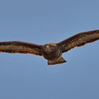 Mein Nachbar Buteo wohnt.....