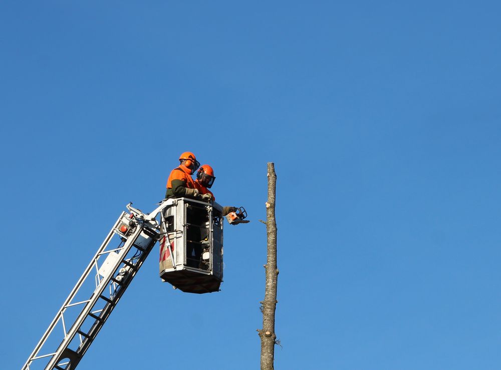 mein Nachbar hat die große Tanne fällen lassen Foto & Bild outdoor, jahreszeit, himmel