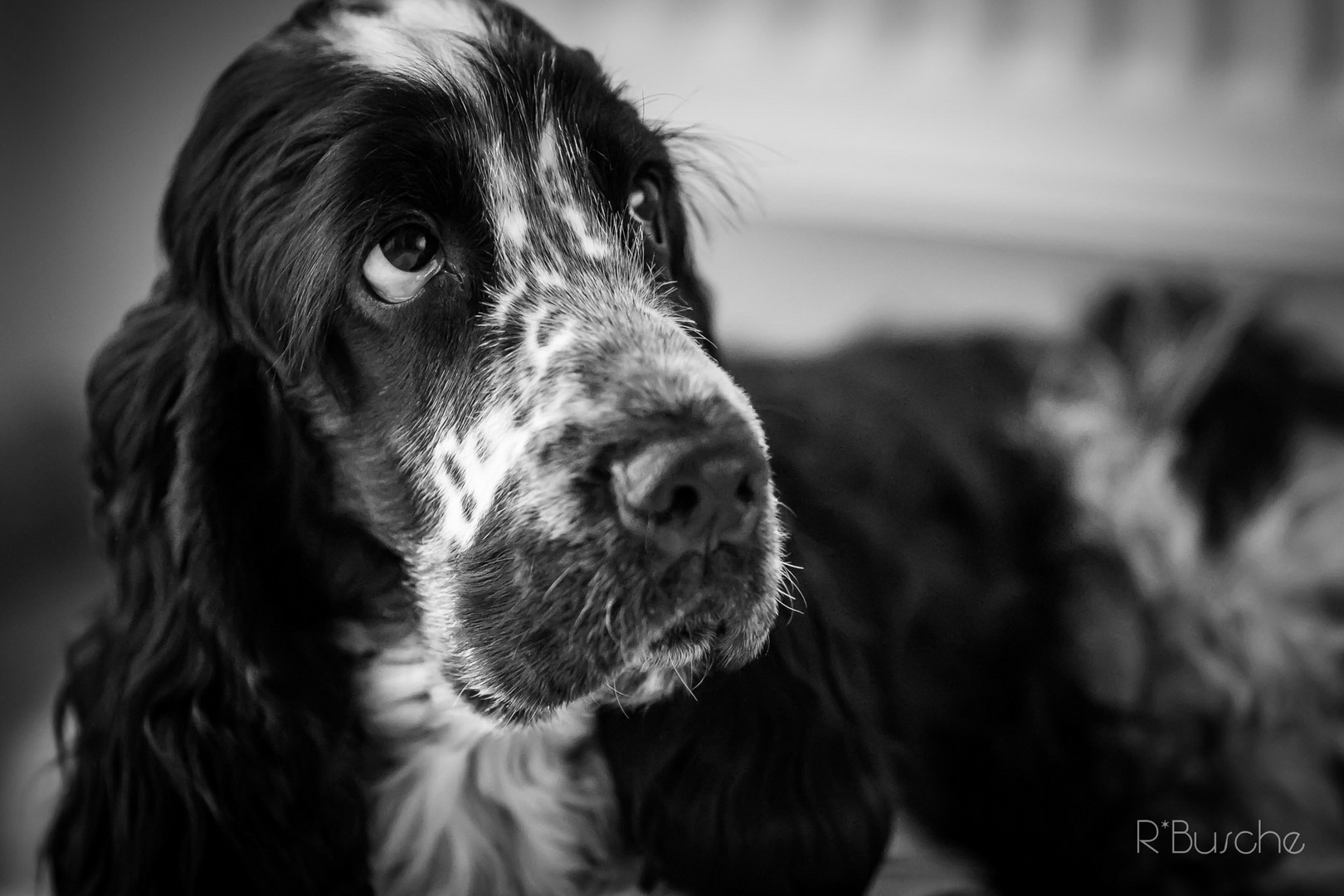 Mein Nacho, ein Englische Cocker Spaniel mit 8 Monate.