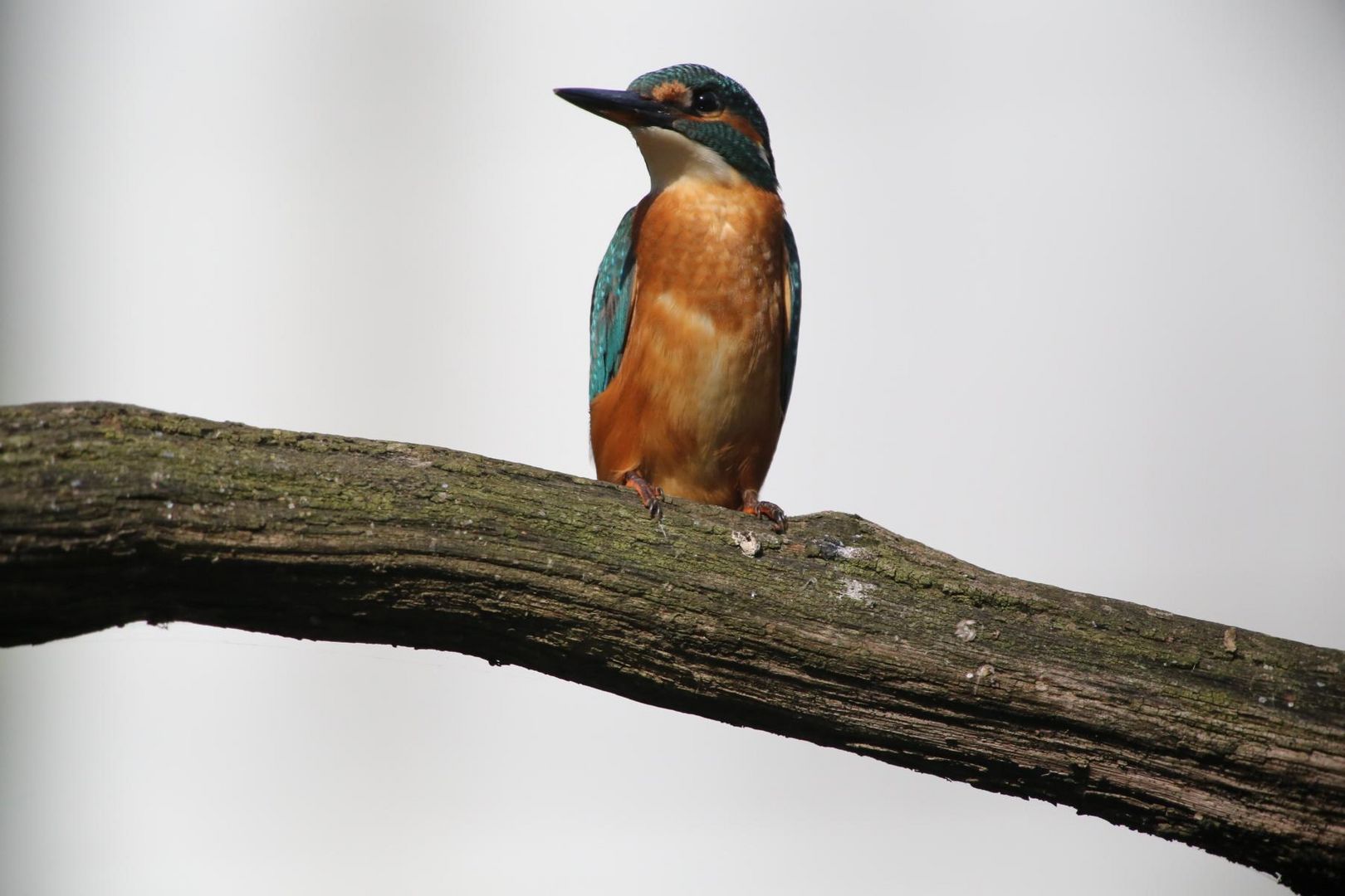 Mein nächster Eisvogel