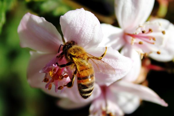Mein nächster versuch - Insektenfotographie