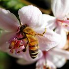 Mein nächster versuch - Insektenfotographie