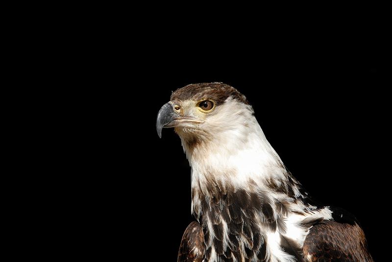 Mein Name ist Adler, Schreisee Adler