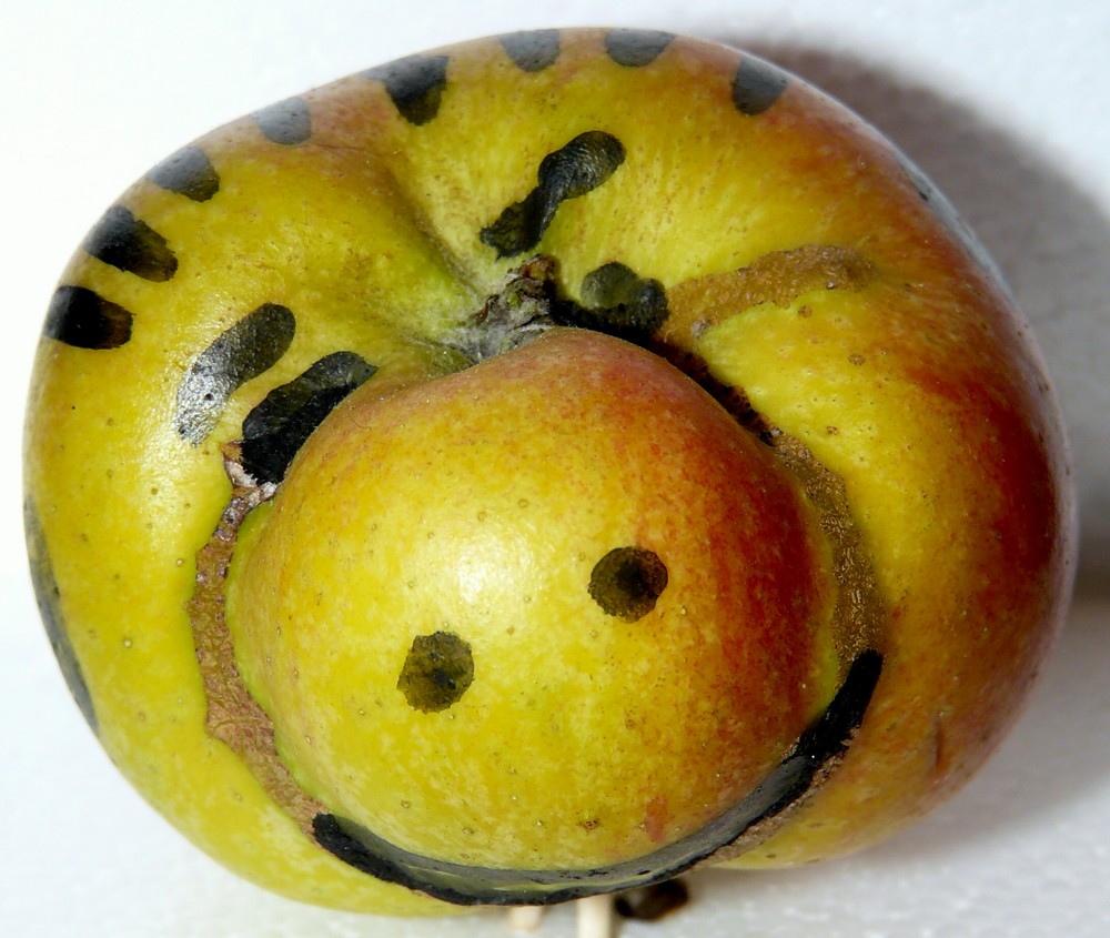 Mein Name ist Apfel und ich sage dir Warum ich vom Baum fällt Foto