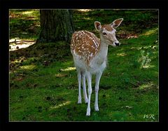 Mein Name ist Bambi, und Deiner ???