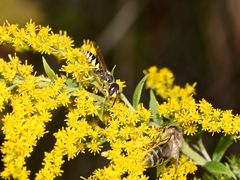 "Mein Name ist Bienenwolf - ...