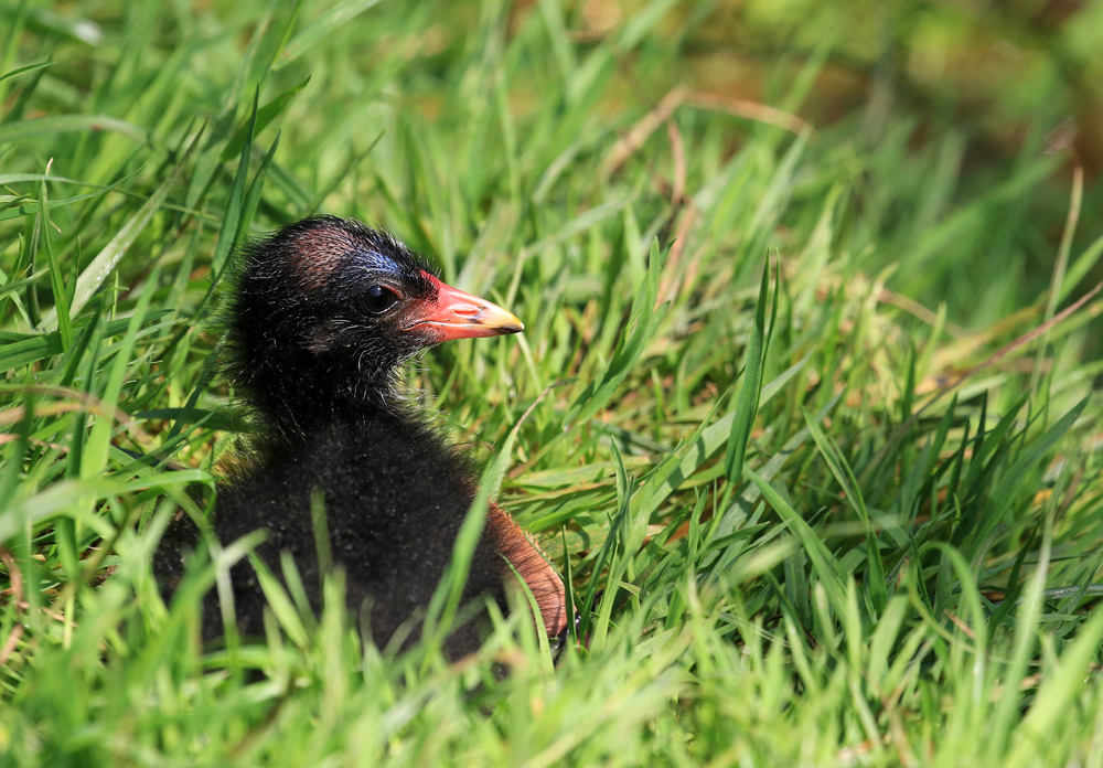 mein Name ist Blacky