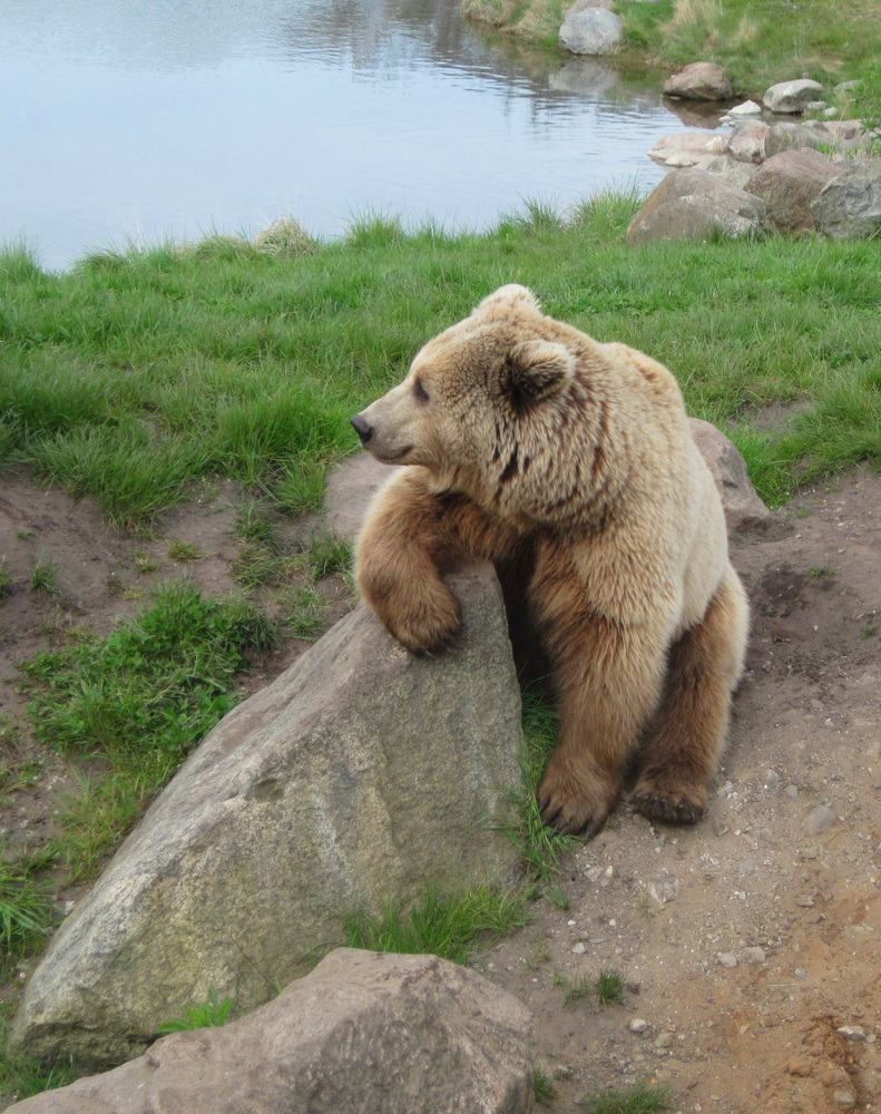 Mein Name ist Blondi!