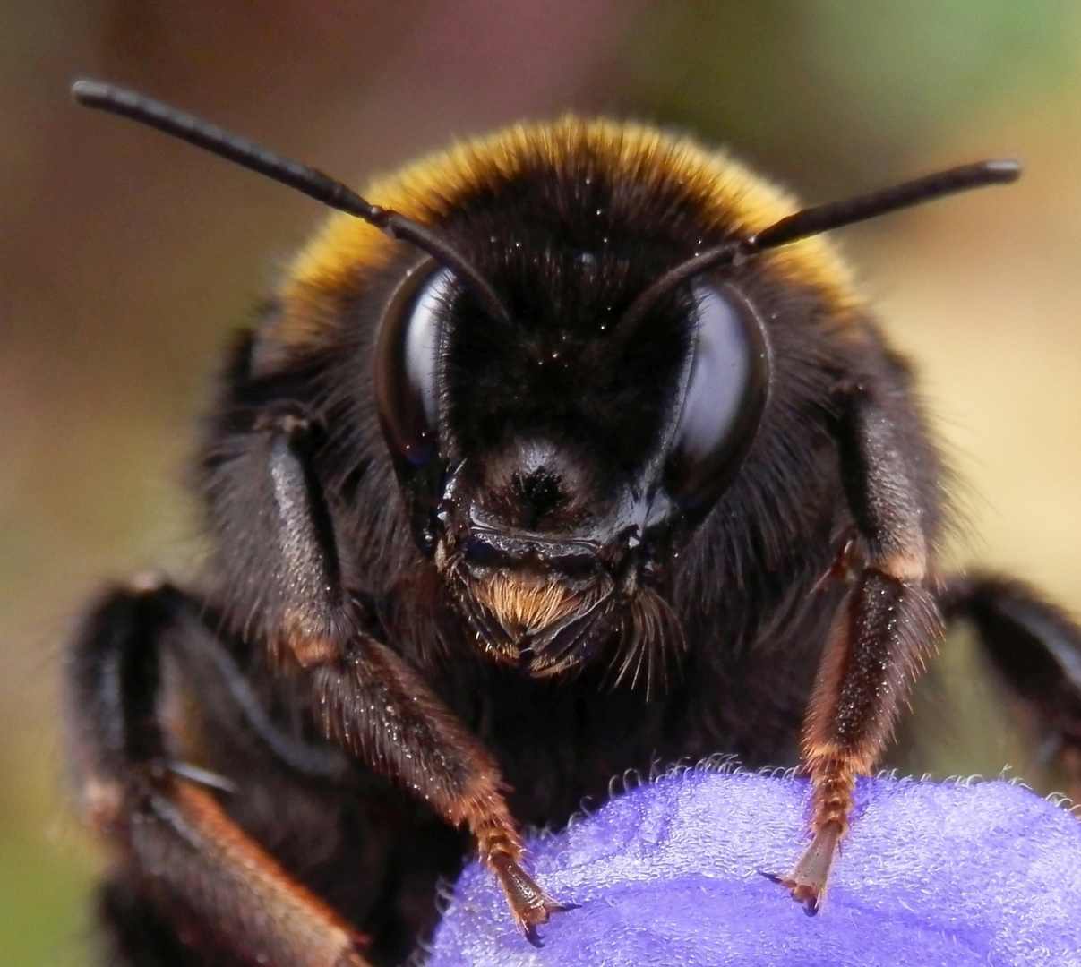 Mein Name ist Bombus terrestris Foto & Bild tiere, wildlife, insekten