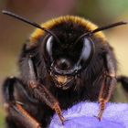 Mein Name ist Bombus terrestris