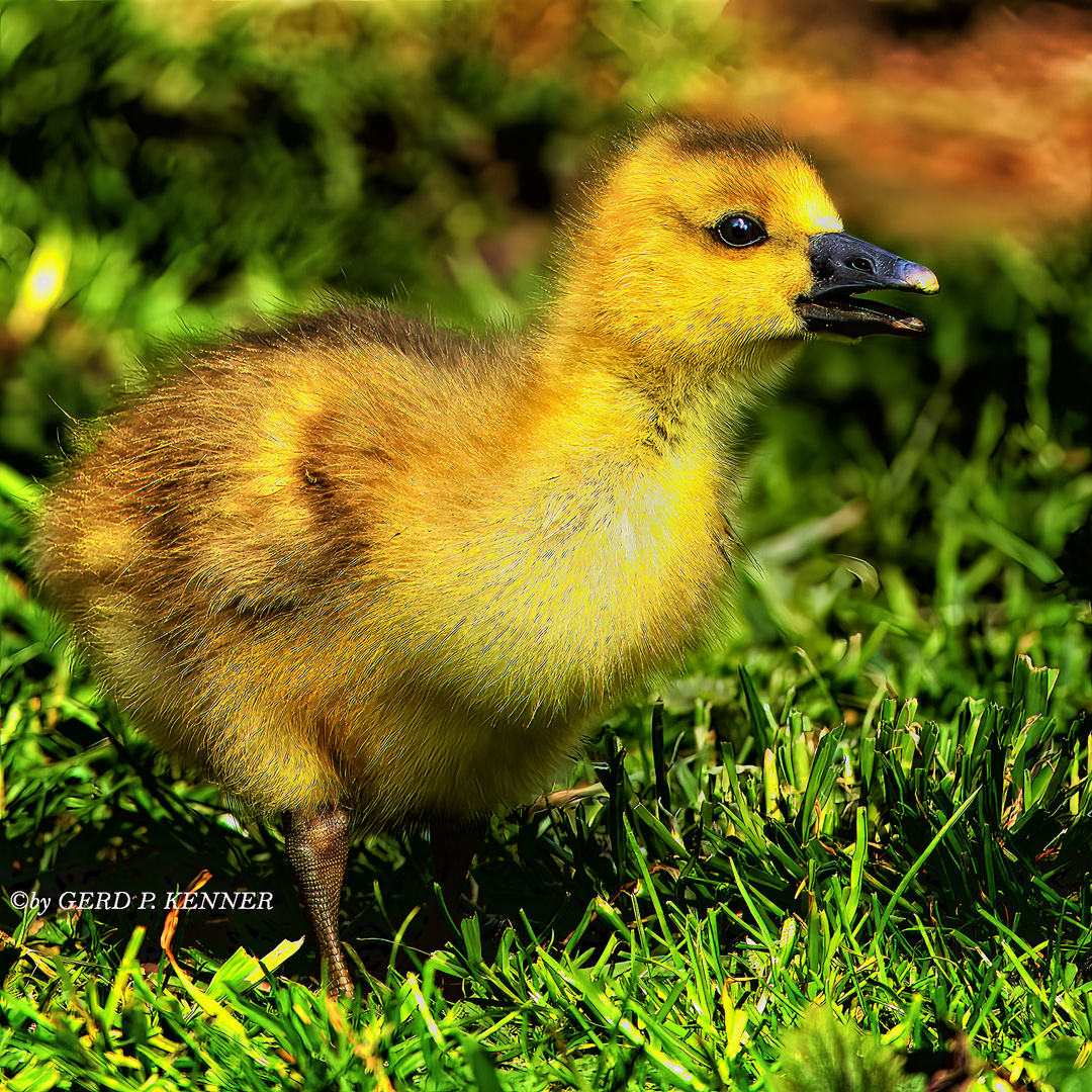 Mein Name ist CHICK, Graugans Chick