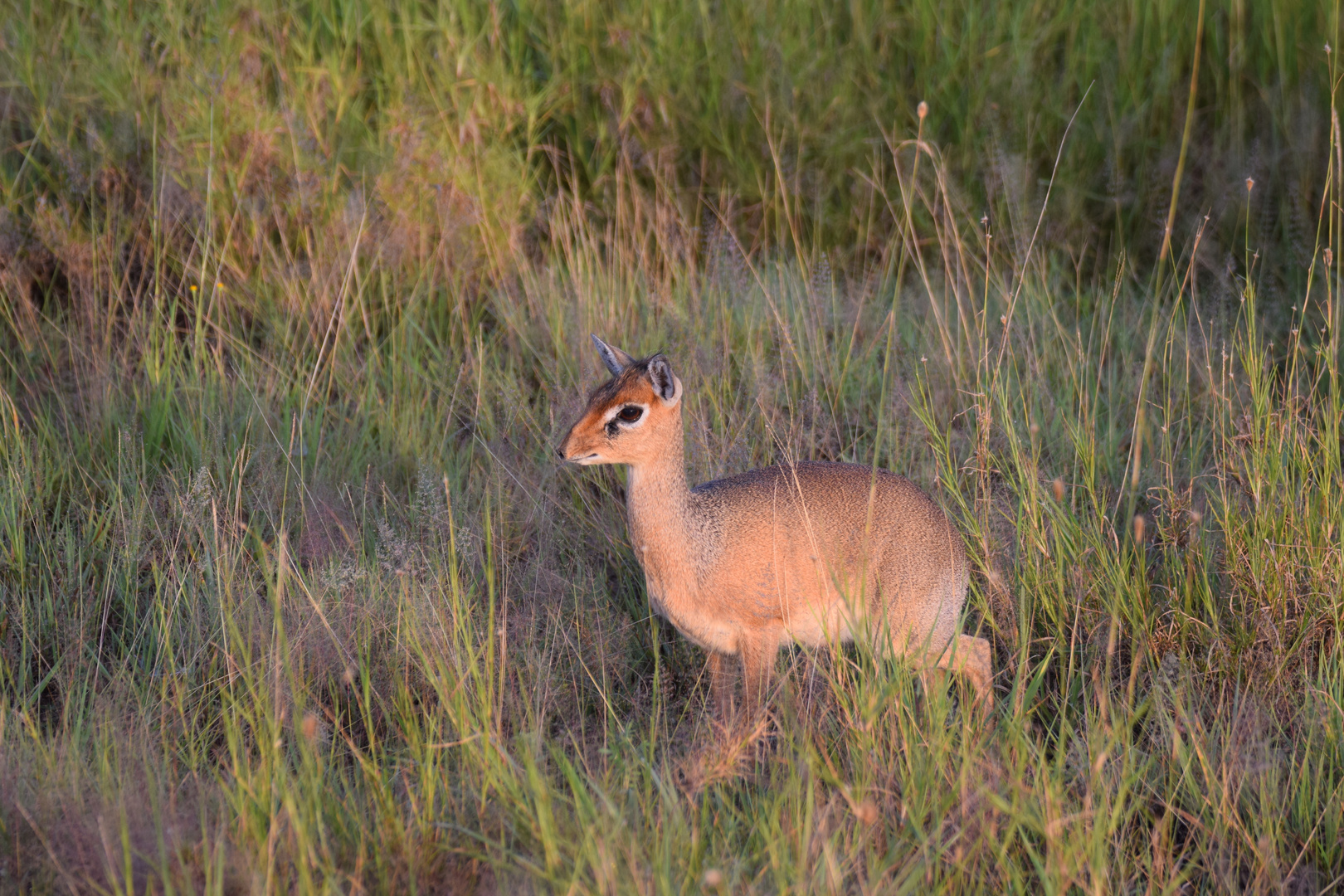 Mein Name ist Dikdik