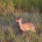 Mein Name ist Dikdik