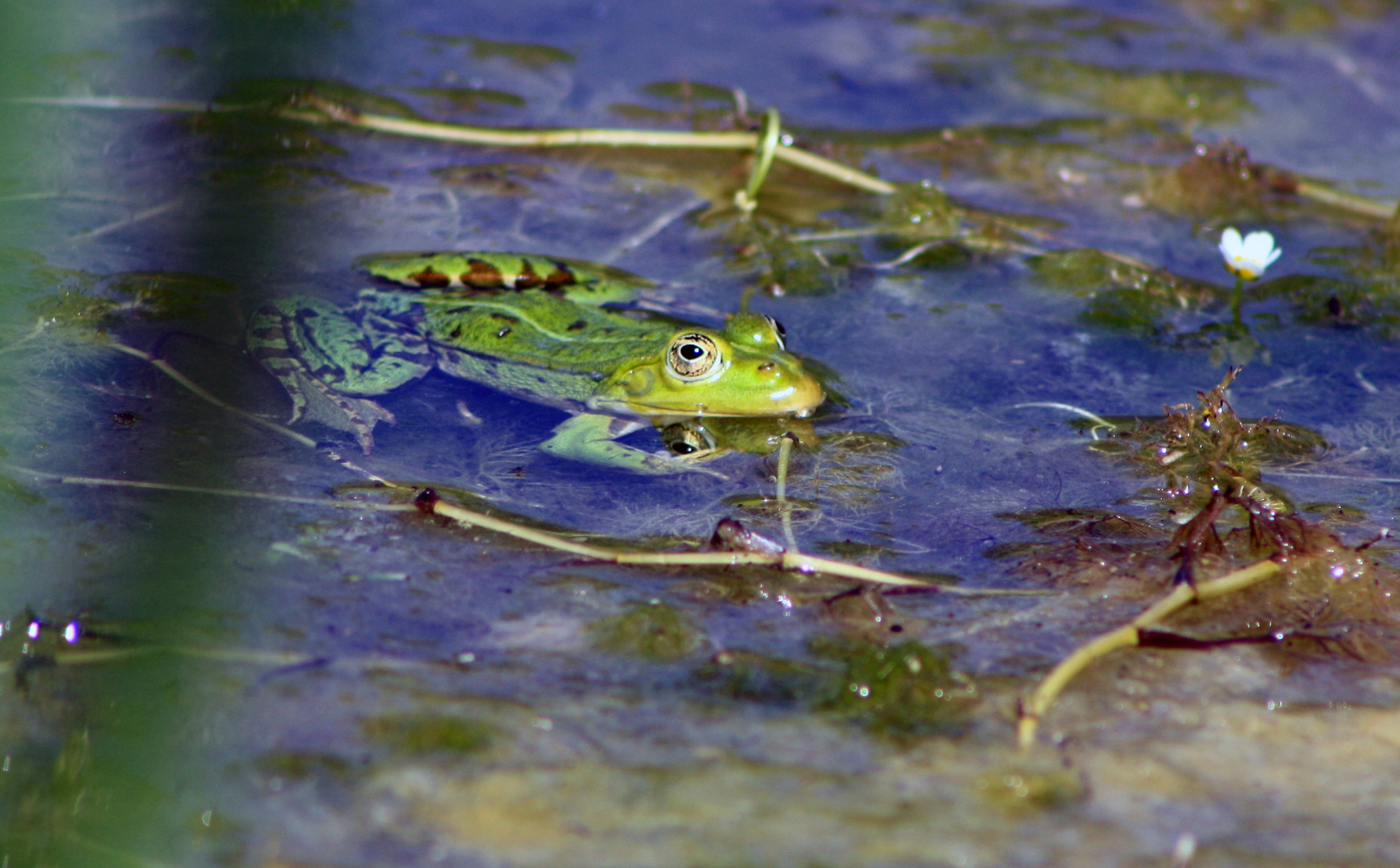 Mein Name ist Frosch