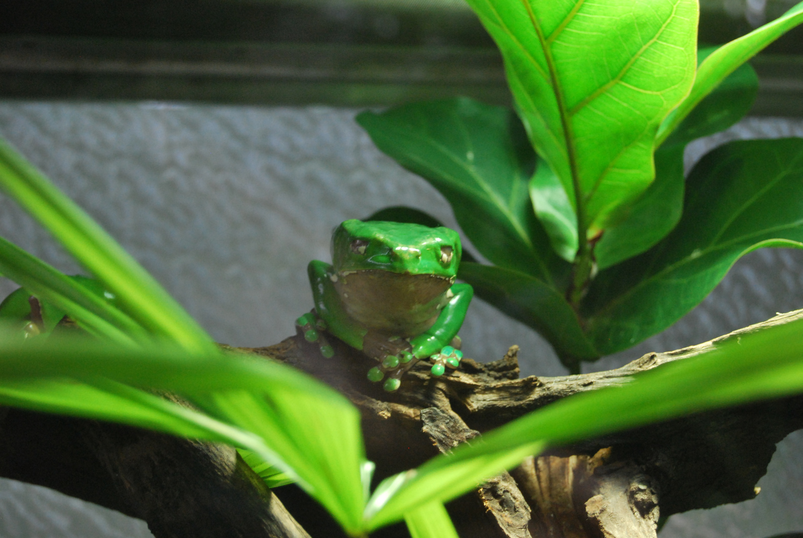 Mein Name ist "Frosch der Grüne"