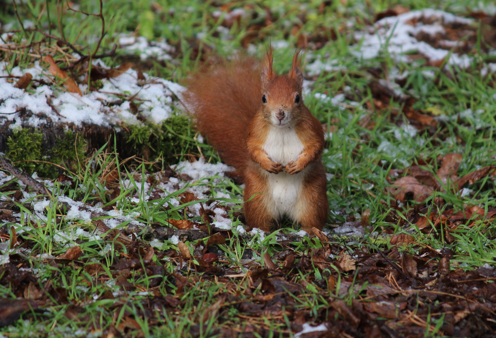 Mein Name ist Geronimo Eichhorn......