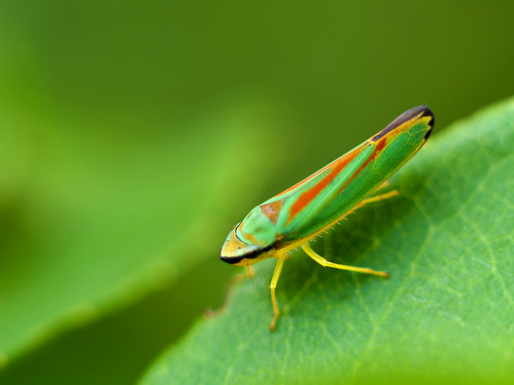 Mein Name ist ... Graphocephala fennahi