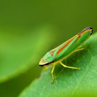 Mein Name ist ... Graphocephala fennahi