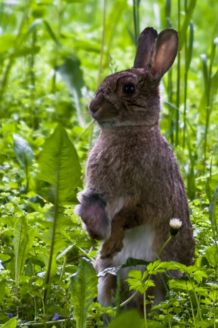 Mein Name ist Hase ...