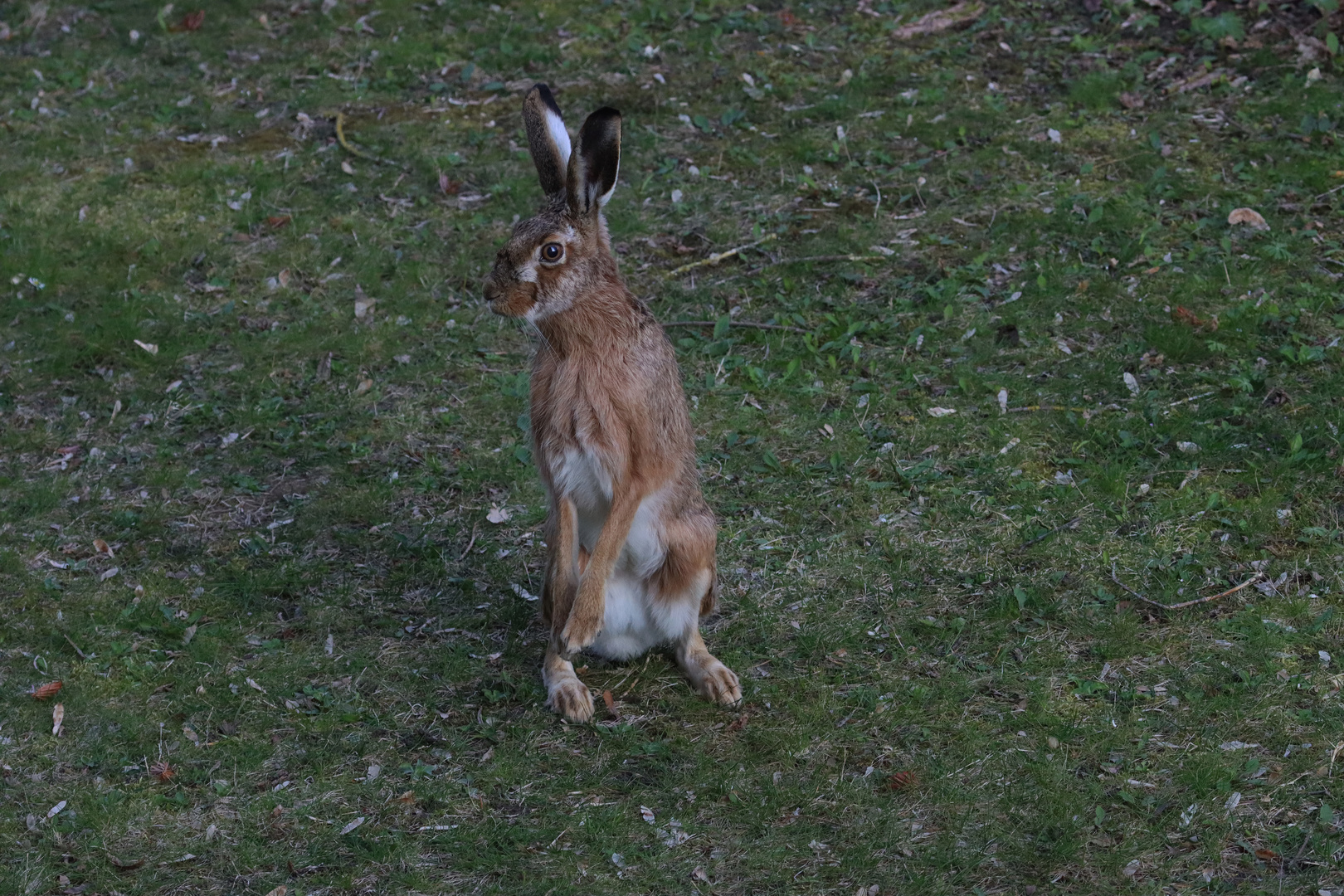 Mein Name ist Hase