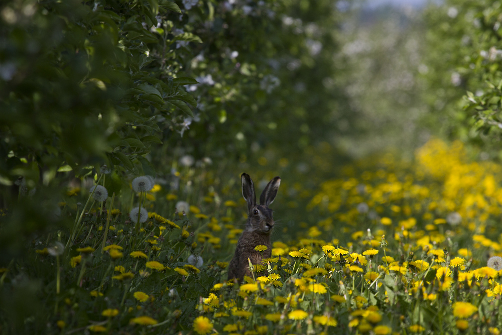 Mein Name ist Hase