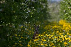 Mein Name ist Hase