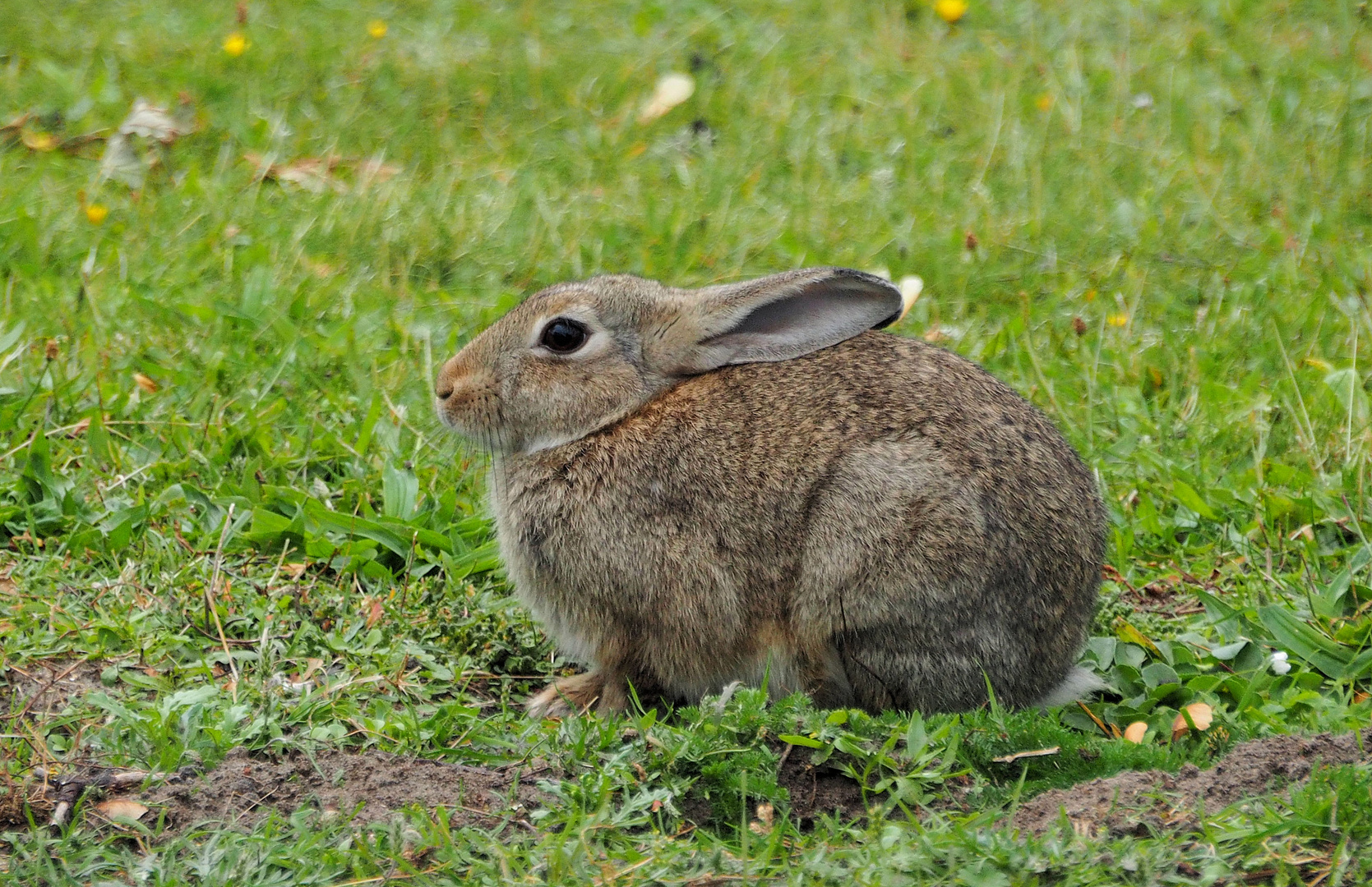 Mein Name ist Hase …. 