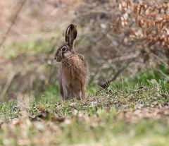 Mein name ist hase