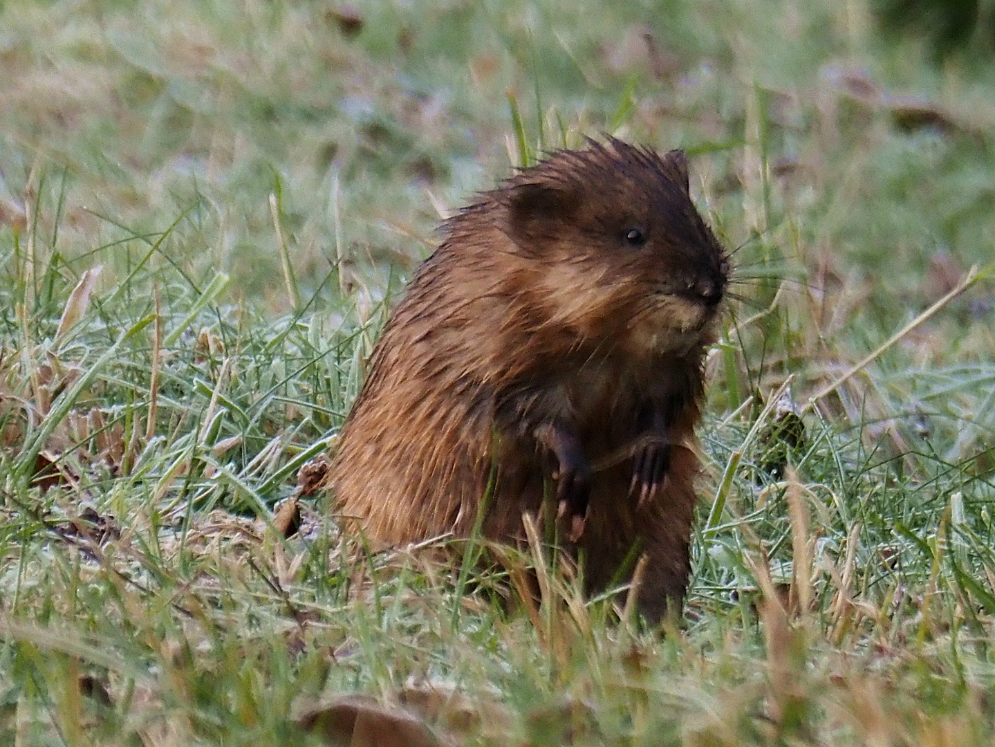 Mein Name ist Hase ;) Foto & Bild Bilder auf