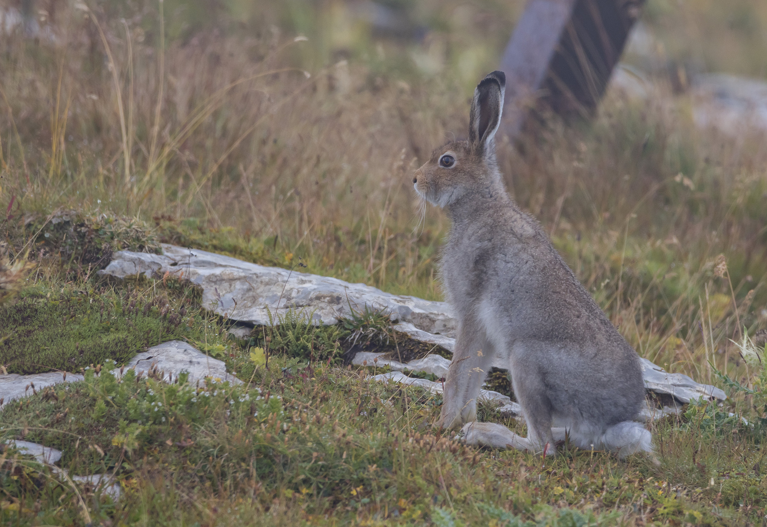 Mein Name ist Hase