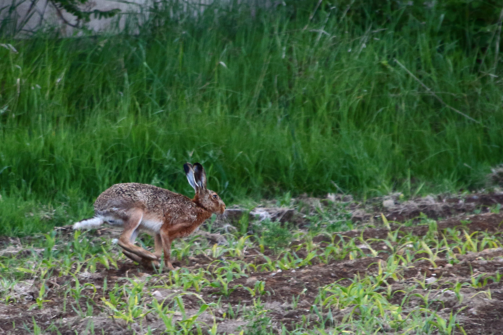 Mein Name ist Hase