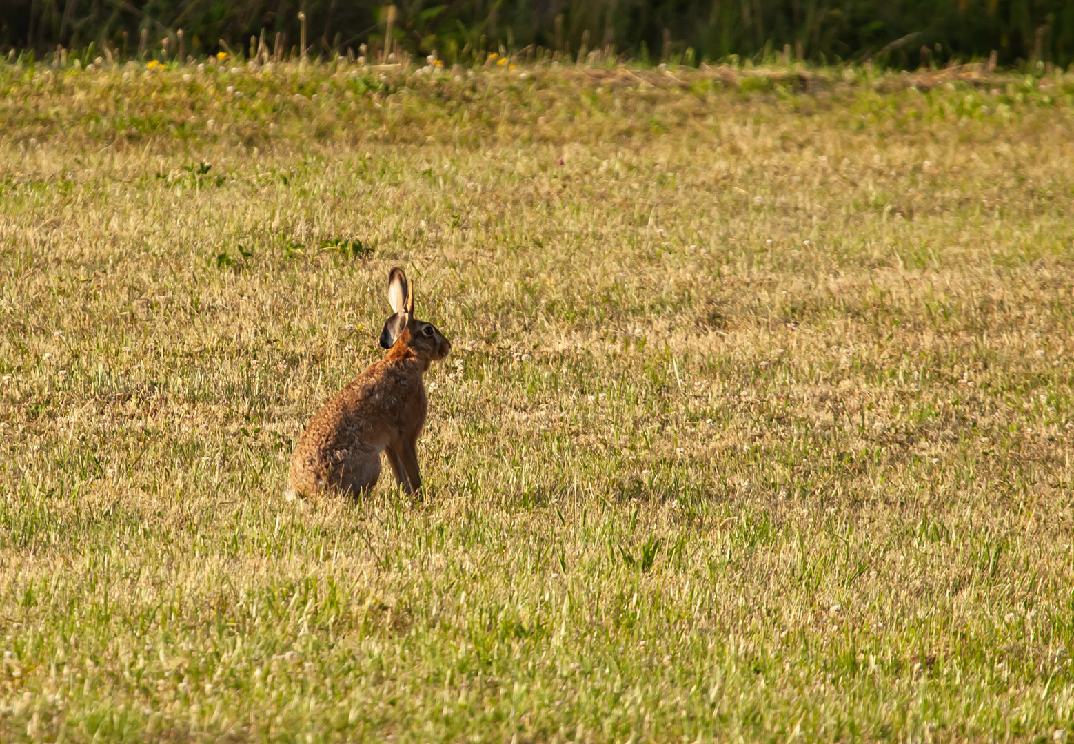 Mein Name ist Hase , Feldhase