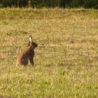 Mein Name ist Hase , Feldhase